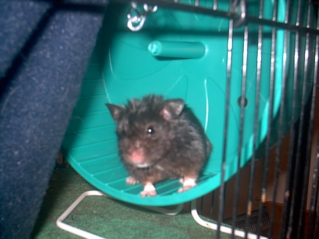 My newest little guy, Homer