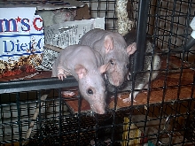 Hairless gals and Coco, with Zoe looking on