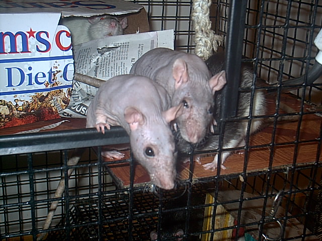 Hairless gals and Coco, with Zoe looking on