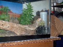 another use for pet grass