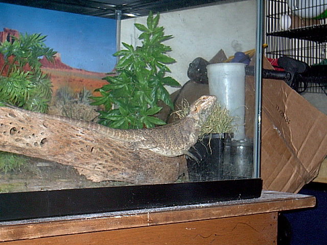 another use for pet grass