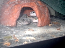 Peekaboo