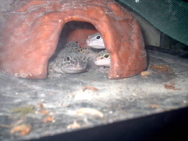 Peekaboo