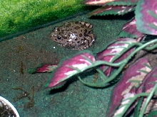 Red-legged Running Frog