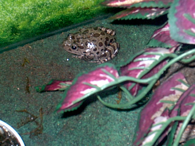 Red-legged Running Frog