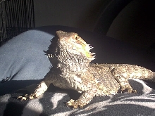 Spike