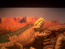 Spike gaping while basking
