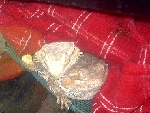 Tired dragons