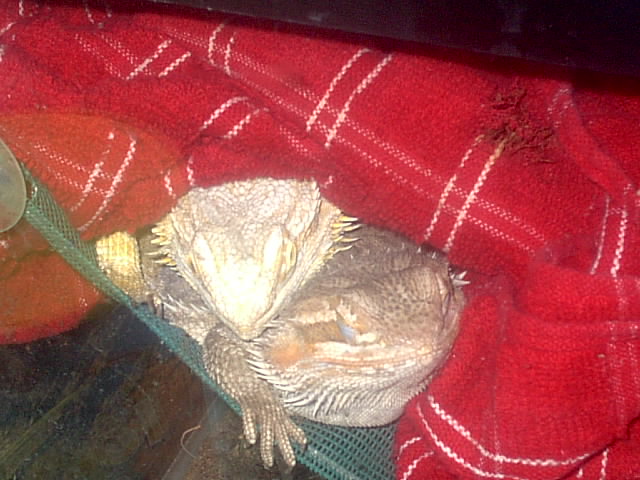 Tired dragons