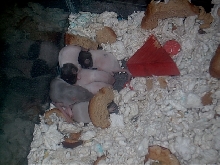 6 baby eepers