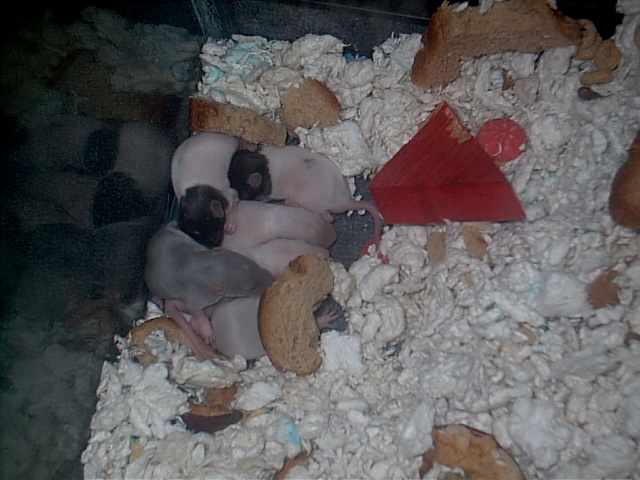 6 baby eepers