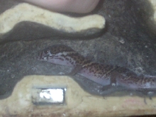 Eve, my central american banded gecko