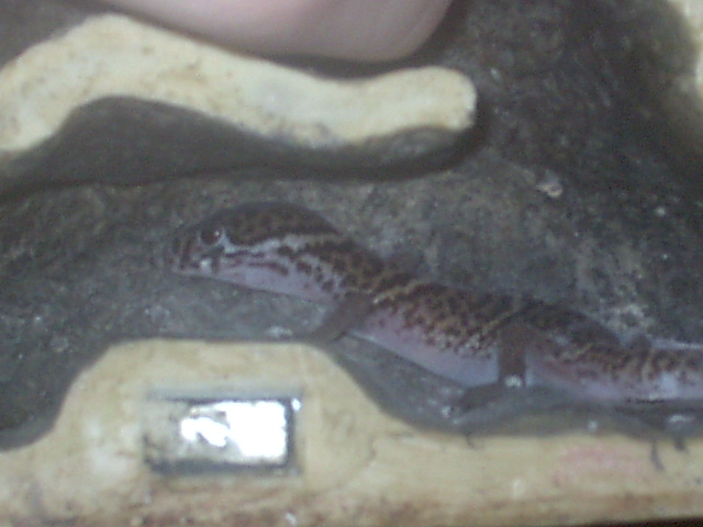 Eve, my central american banded gecko