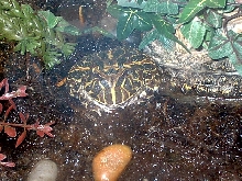 My cranwell horned frog, Mo