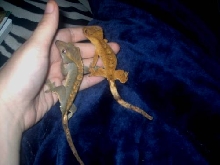 Oliver and Gizmo