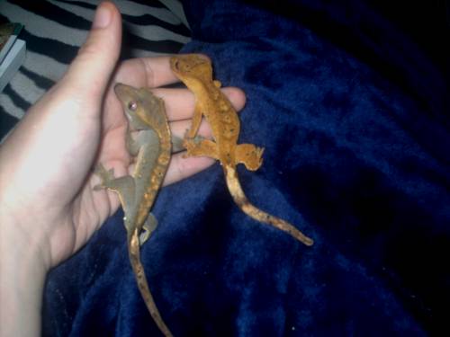Oliver and Gizmo