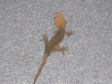 Lancelot