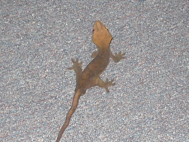 Lancelot