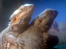 Who says beardies can't be friends?