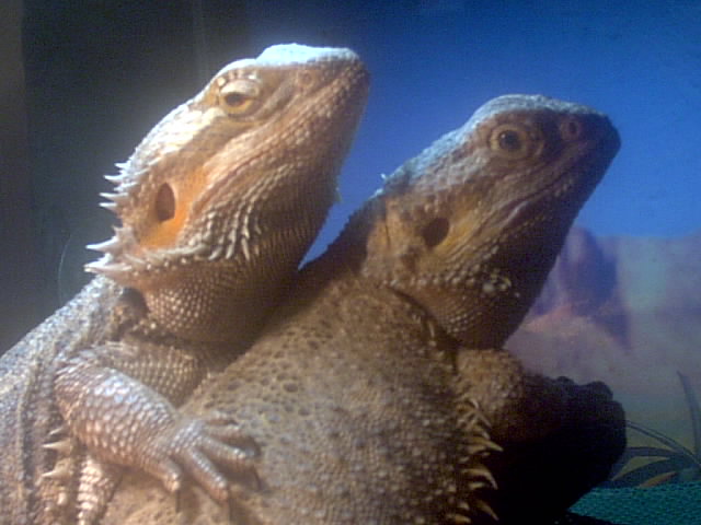 Who says beardies can't be friends?
