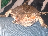 Spike, my bearded dragon lady