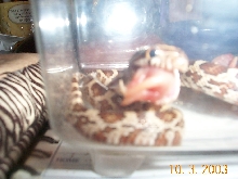 SNAKE EATING