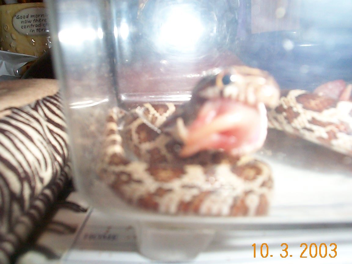 SNAKE EATING