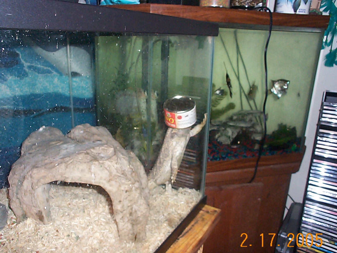 I CAN'T SEE THE FISH TANK