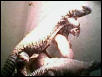 adult male mali