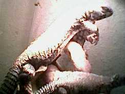 adult male mali