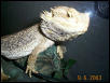 bud the bearded dragon