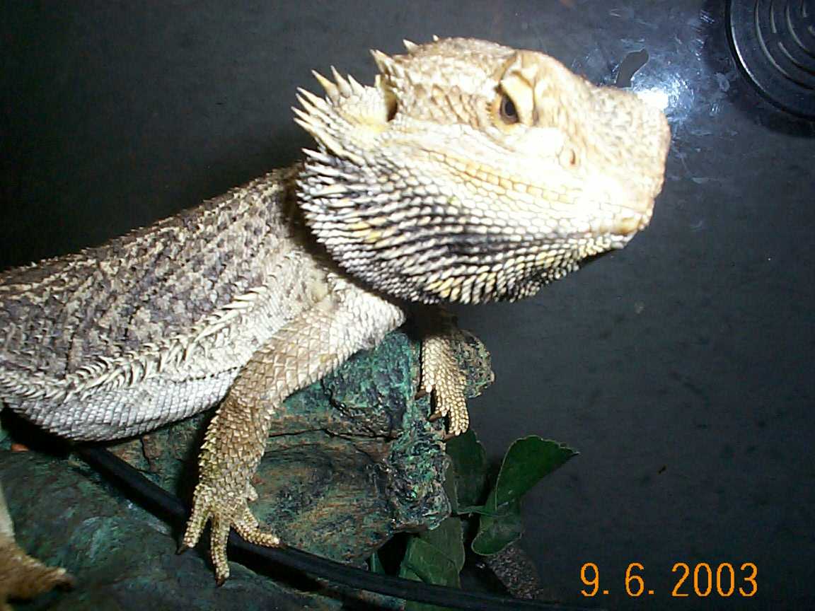 bud the bearded dragon