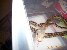 Texas Rat Snake
