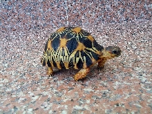 radz