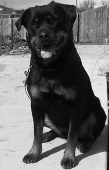 Fanci blk/wht