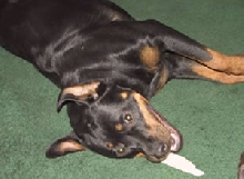 Dog and bone
