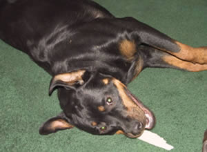Dog and bone