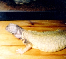 Chubbs profiling