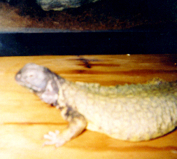 Chubbs profiling