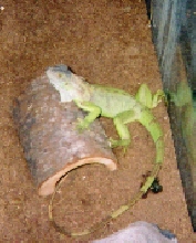 another one of spade after she did her thing in the cage