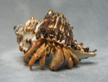 My land hermit crab