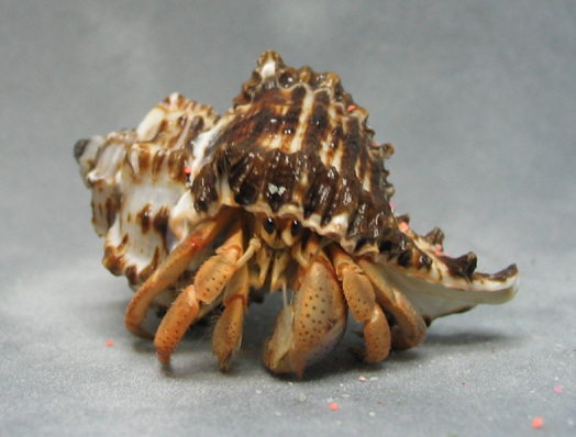 My land hermit crab