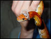 Rio Shedding