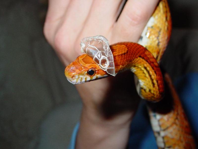 Rio Shedding