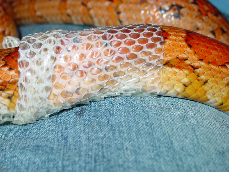 Rio Shedding 2