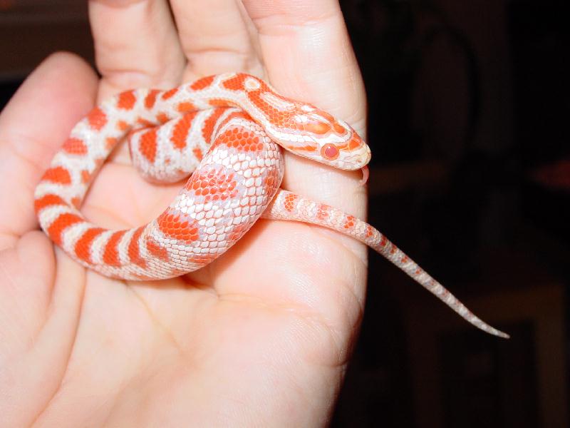 Ruby