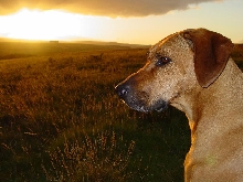 Max In the sunset