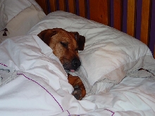 Sweet Dreams