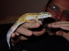 Leopard Gecko