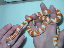 Ruby2
